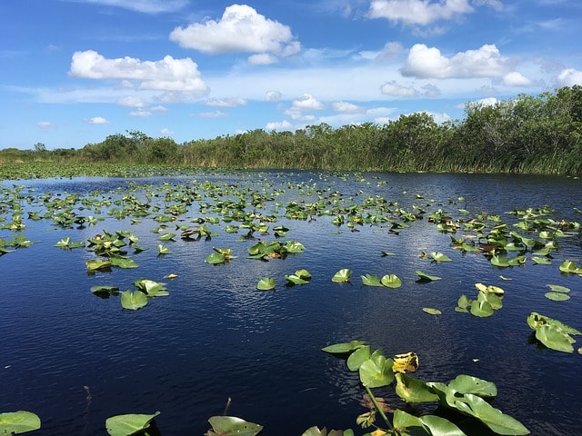 Los mejores parques nacionales de Estados Unidos. Everglades